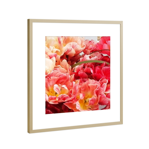 Poster mit Rahmen Gold "Papageientulpen" artboxONE - Natur,Floral - Blumen,Botanik,Tulpen,Papageientulpen,Flowers,Blüten,Nature,Natur,Closeup,Floral