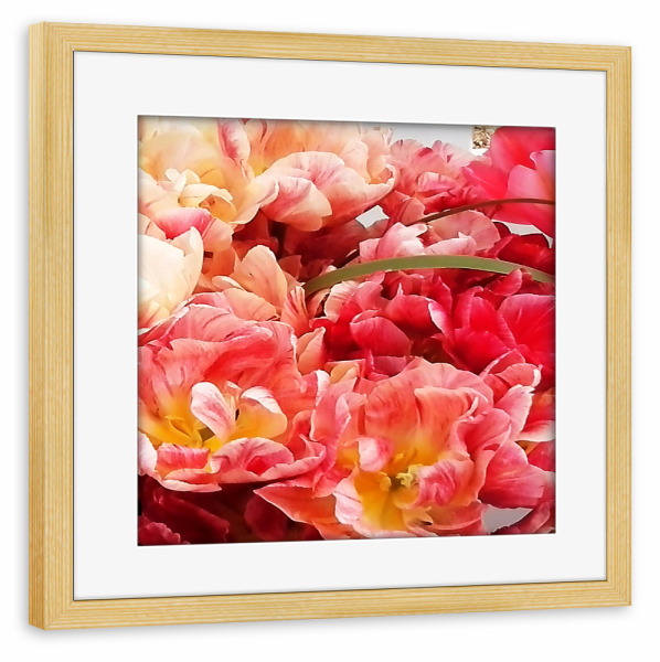 Poster mit Rahmen kiefer "Papageientulpen" artboxONE - Natur,Floral - Blumen,Botanik,Tulpen,Papageientulpen,Flowers,Blüten,Nature,Natur,Closeup,Floral