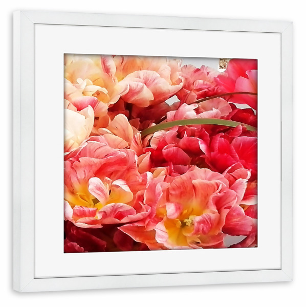 Poster mit Rahmen weiß "Papageientulpen" artboxONE - Natur,Floral - Blumen,Botanik,Tulpen,Papageientulpen,Flowers,Blüten,Nature,Natur,Closeup,Floral