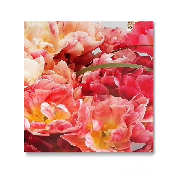 Galerie-Print "Papageientulpen" 30x30 cm artboxONE