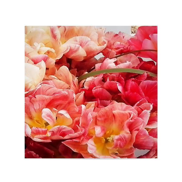 Poster 20x20 cm "Papageientulpen" artboxONE - Natur,Floral - Blumen,Botanik,Tulpen,Papageientulpen,Flowers,Blüten,Nature,Natur,Closeup,Floral