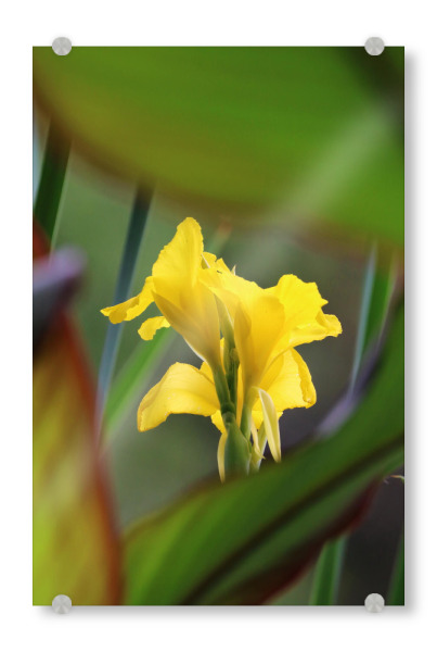 Acrylglasbild "Gelbe Lilie color" artboxONE - Natur,Floral,Reise / Afrika - Lilie,Pflanze,Blüte,Dekor,Blume,Closeup,Lily,Plant,Nature,Natur