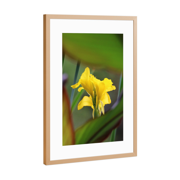 Poster mit Rahmen Kupfer "Gelbe Lilie color" artboxONE - Natur,Floral,Reise / Afrika - Lilie,Pflanze,Blüte,Dekor,Blume,Closeup,Lily,Plant,Nature,Natur