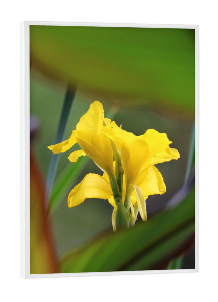 Poster mit weißem Rahmen "Gelbe Lilie color" artboxONE - Natur,Floral,Reise / Afrika