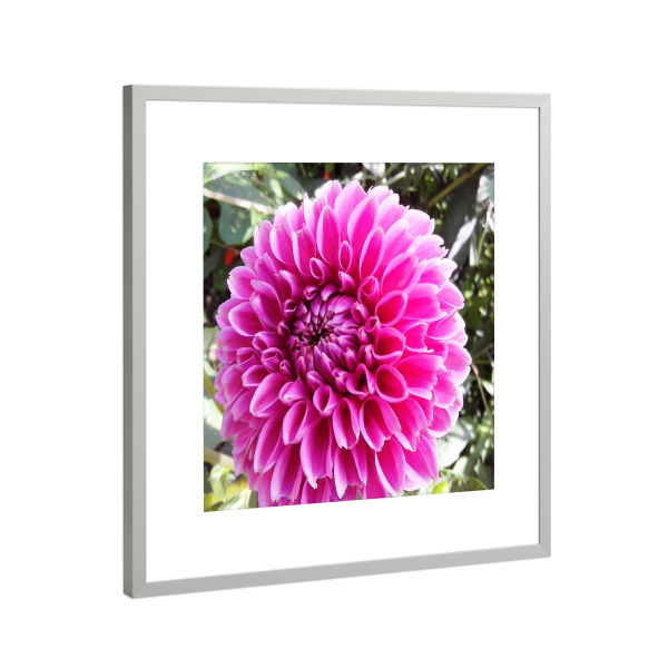 Poster mit Rahmen Silber "Sommertraum" artboxONE - Natur,Floral