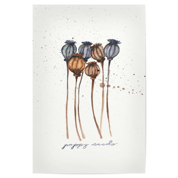 Poster 30x20 cm "The poppy seeds" artboxONE - Typografie,Natur,Floral