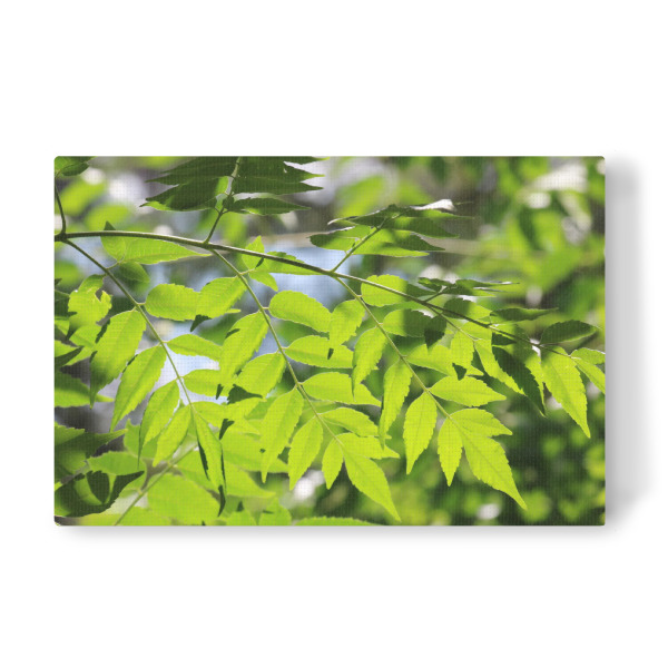 Leinwandbild "Grüne Natur" artboxONE - Natur,Floral,Reise / Afrika - Blätter,Gegenlicht,Pflanze,Muster,Dekor,Leaves,Closeup,Nature,Natur