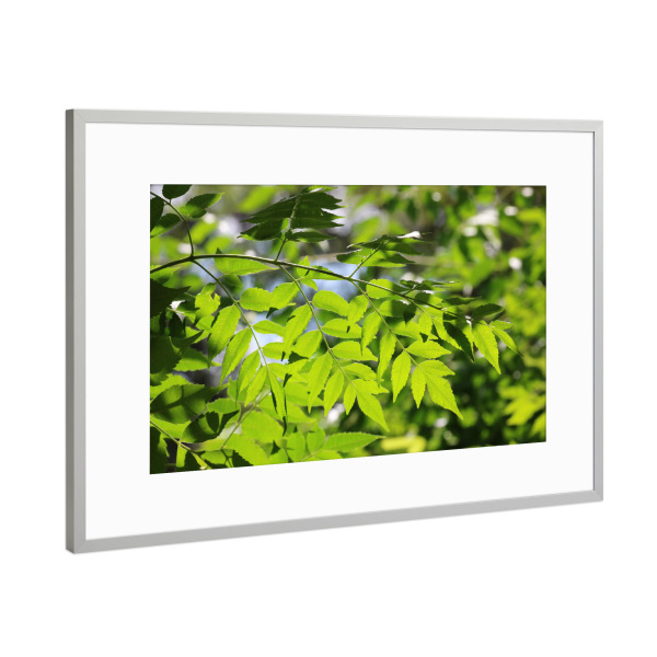 Poster mit Rahmen Silber "Grüne Natur" artboxONE - Natur,Floral,Reise / Afrika - Blätter,Gegenlicht,Pflanze,Muster,Dekor,Leaves,Closeup,Nature,Natur