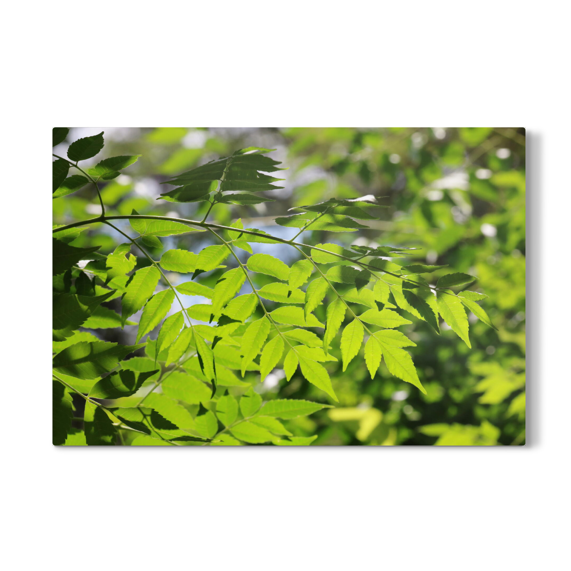 Galerie-Print "Grüne Natur" 75x50 cm artboxONE