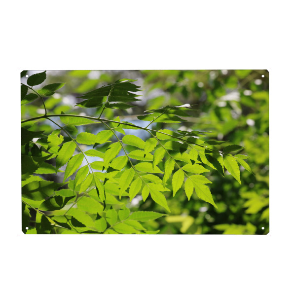 Metall Poster "Grüne Natur" artboxONE - Natur,Floral,Reise / Afrika - Blätter,Gegenlicht,Pflanze,Muster,Dekor,Leaves,Closeup,Nature,Natur