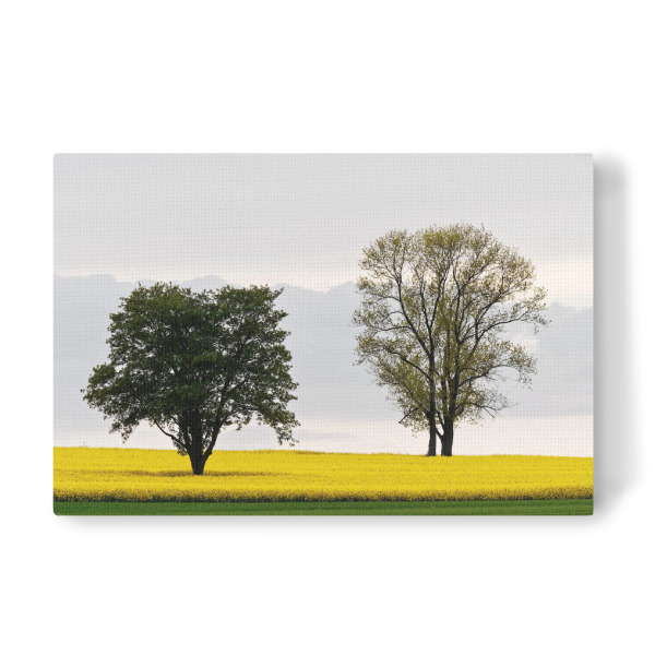 Leinwandbild "Zwei Bäume im Rapsfeld" artboxONE - Natur,Abstrakt