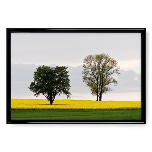 Two trees in the rape field