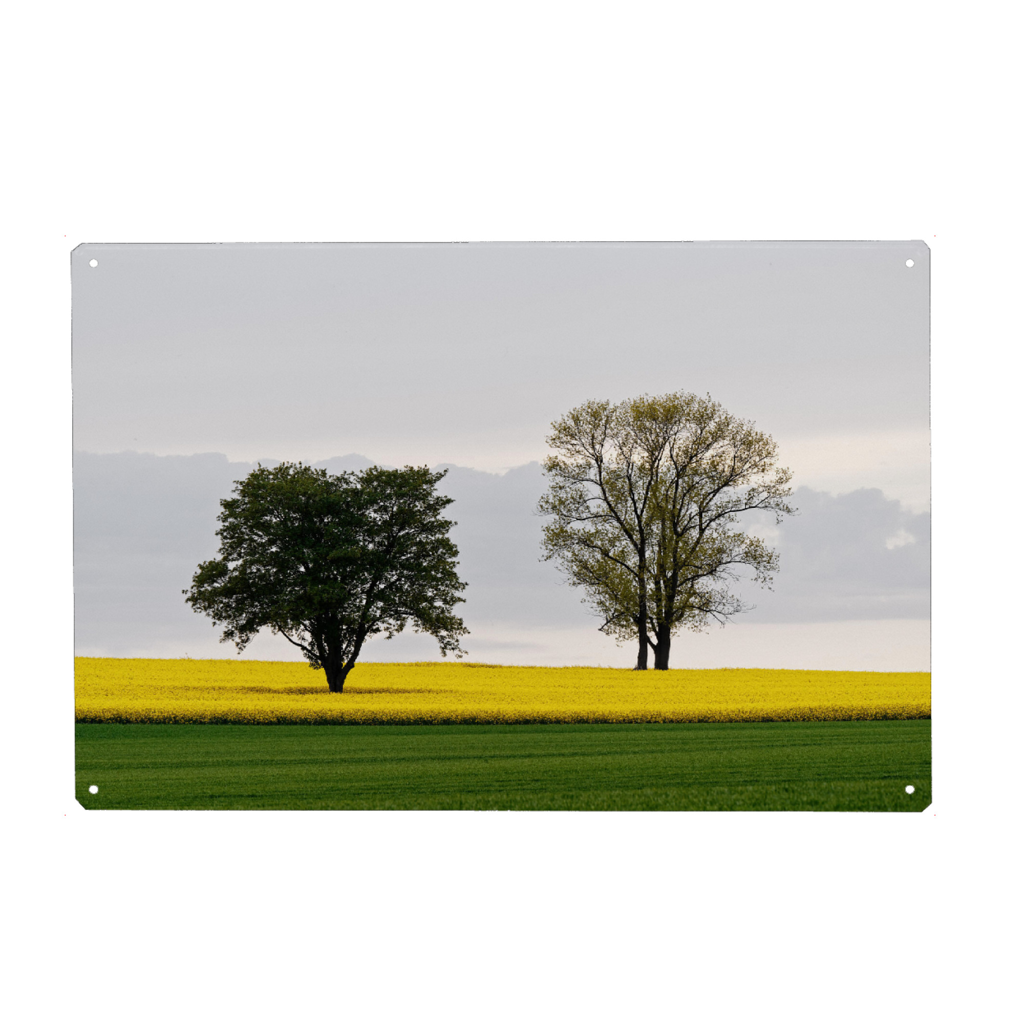 Metall Poster "Zwei Bäume im Rapsfeld" artboxONE - Natur,Abstrakt