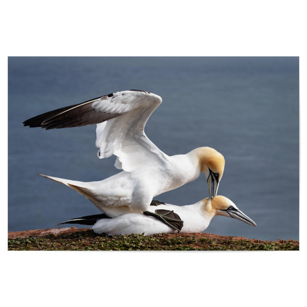 Poster 30x20 cm "Basstölpel bei der Paarung" artboxONE - Natur,Tiere,Reise / Länder