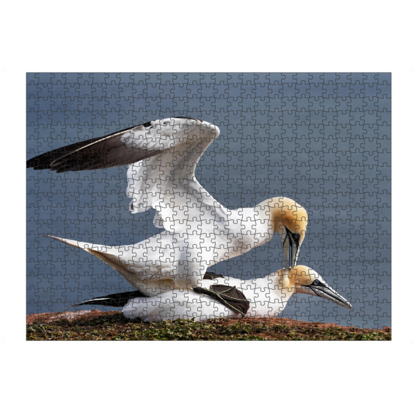 Puzzle Ravensburger "Basstölpel bei der Paarung" artboxONE - Natur,Tiere,Reise / Länder