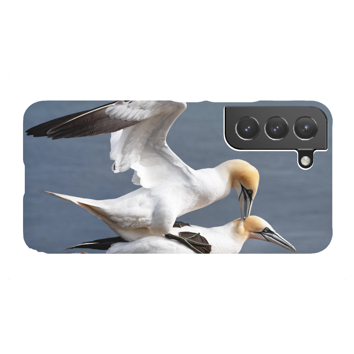 "Basstölpel bei der Paarung"für Samsung Galaxy - Premium-Case Handyhülle artboxONE
