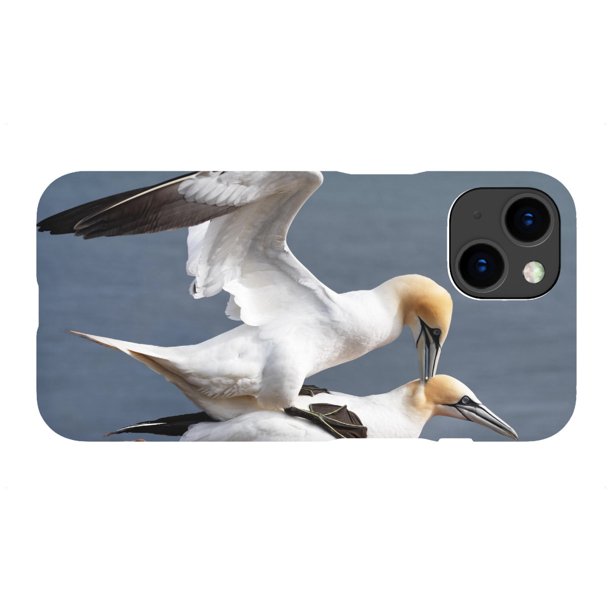 iPhone "Basstölpel bei der Paarung" Premium-Case Handyhülle artboxONE