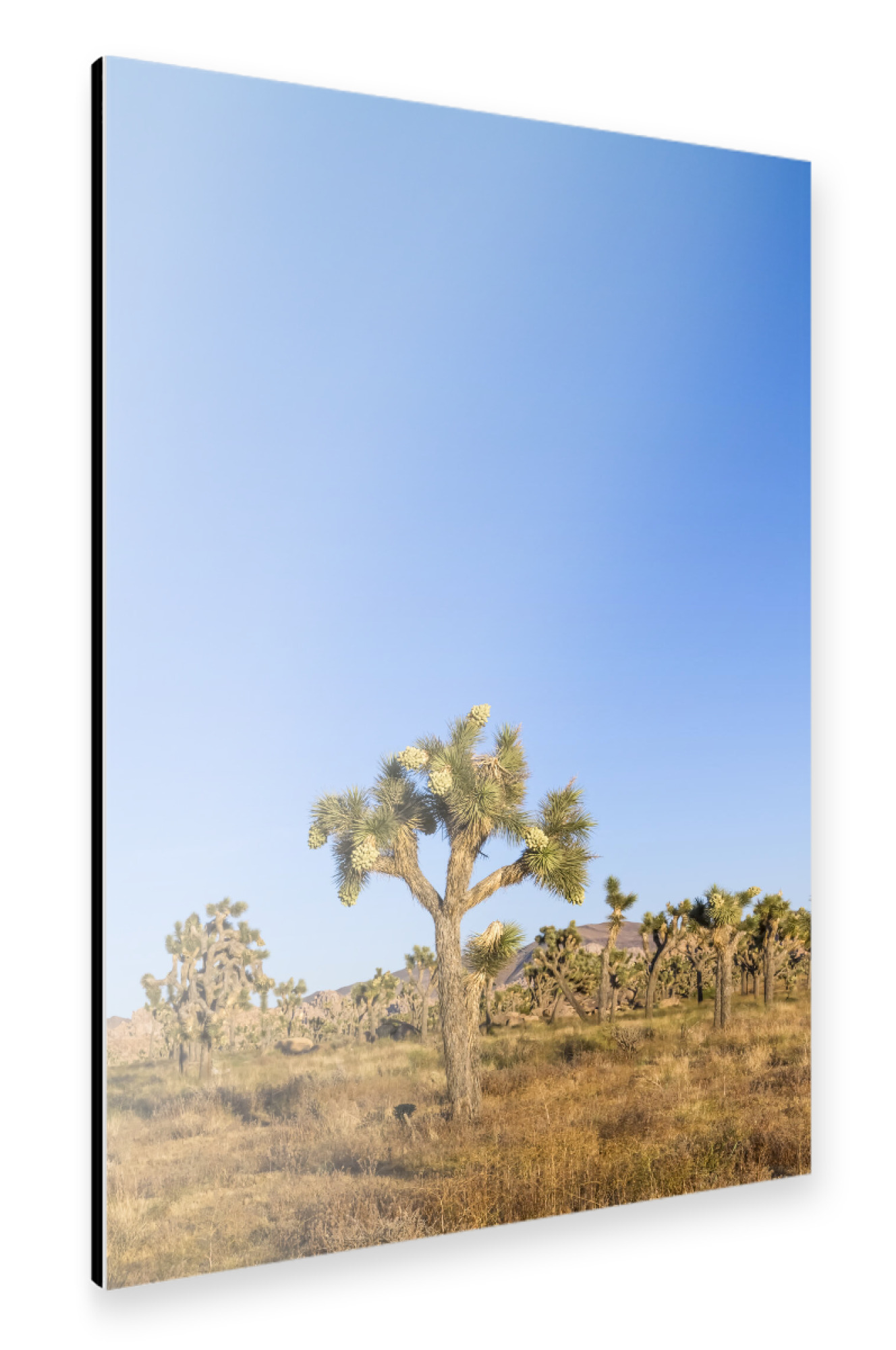 Alu-Dibond "Joshua Tree Naturszene" 30x20 cm artboxONE