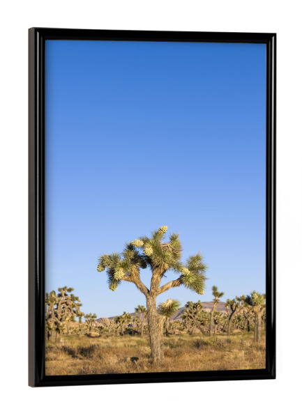 Poster mit schwarzem Rahmen "Joshua Tree Naturszene" artboxONE - Natur