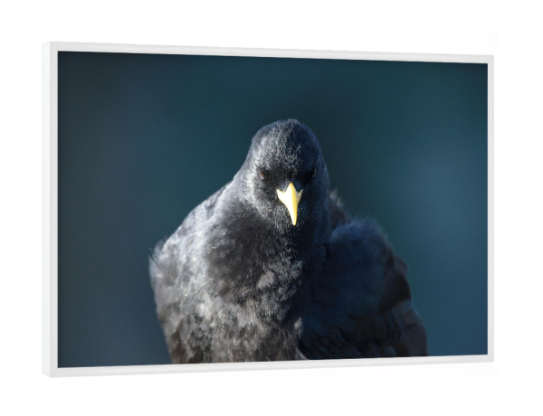 Poster mit weißem Rahmen "Petrol Blackbird" artboxONE - Natur,Tiere