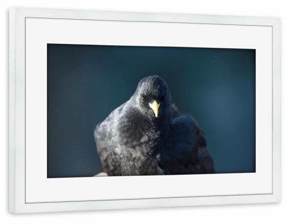 Poster mit Rahmen weiß "Petrol Blackbird" artboxONE - Natur,Tiere