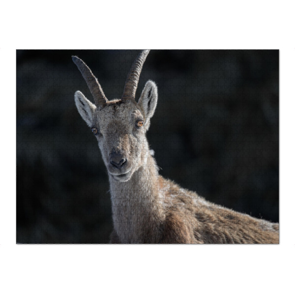 Puzzle Ravensburger "Steinbock Portrait" artboxONE - Natur,Tiere