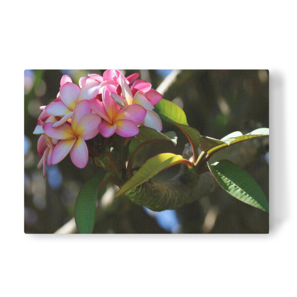 Leinwandbild "Rosa Blüte in Afrika" artboxONE - Natur,Floral,Liebe - Blume,Pflanze,Afrika,Natur,Nature,Flower,Closeup,Africa,Floral,Blüte
