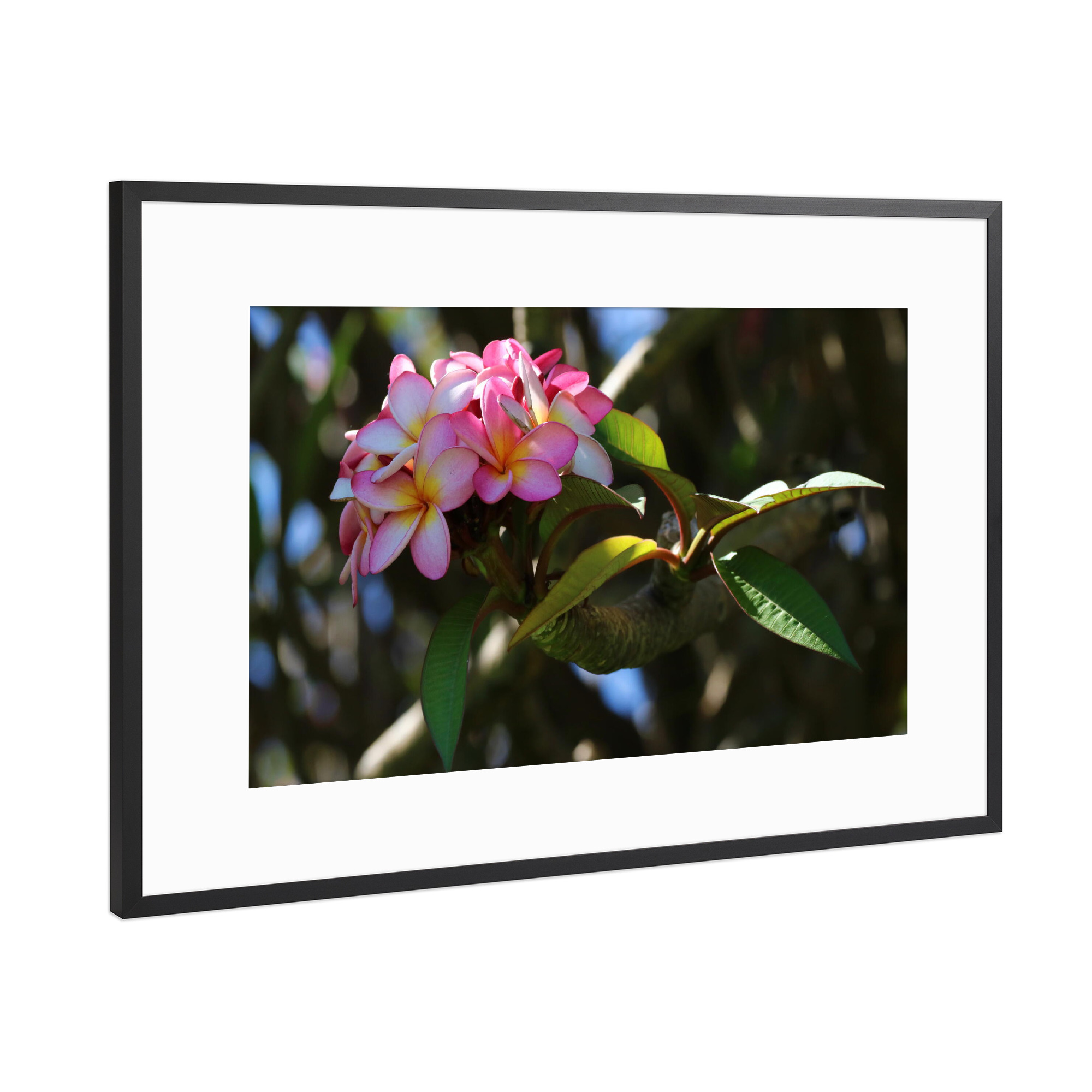 Poster mit Rahmen Schwarz (Metallic) "Rosa Blüte in Afrika" artboxONE - Natur,Floral,Liebe