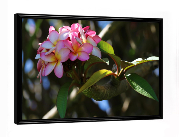Poster mit schwarzem Rahmen "Rosa Blüte in Afrika" artboxONE - Natur,Floral,Liebe