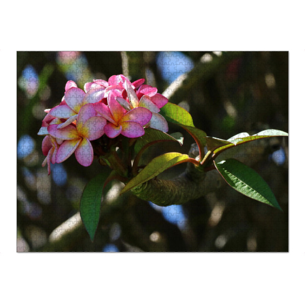 Puzzle Ravensburger "Rosa Blüte in Afrika" artboxONE - Natur,Floral,Liebe - Blume,Pflanze,Afrika,Natur,Nature,Flower,Closeup,Africa,Floral,Blüte