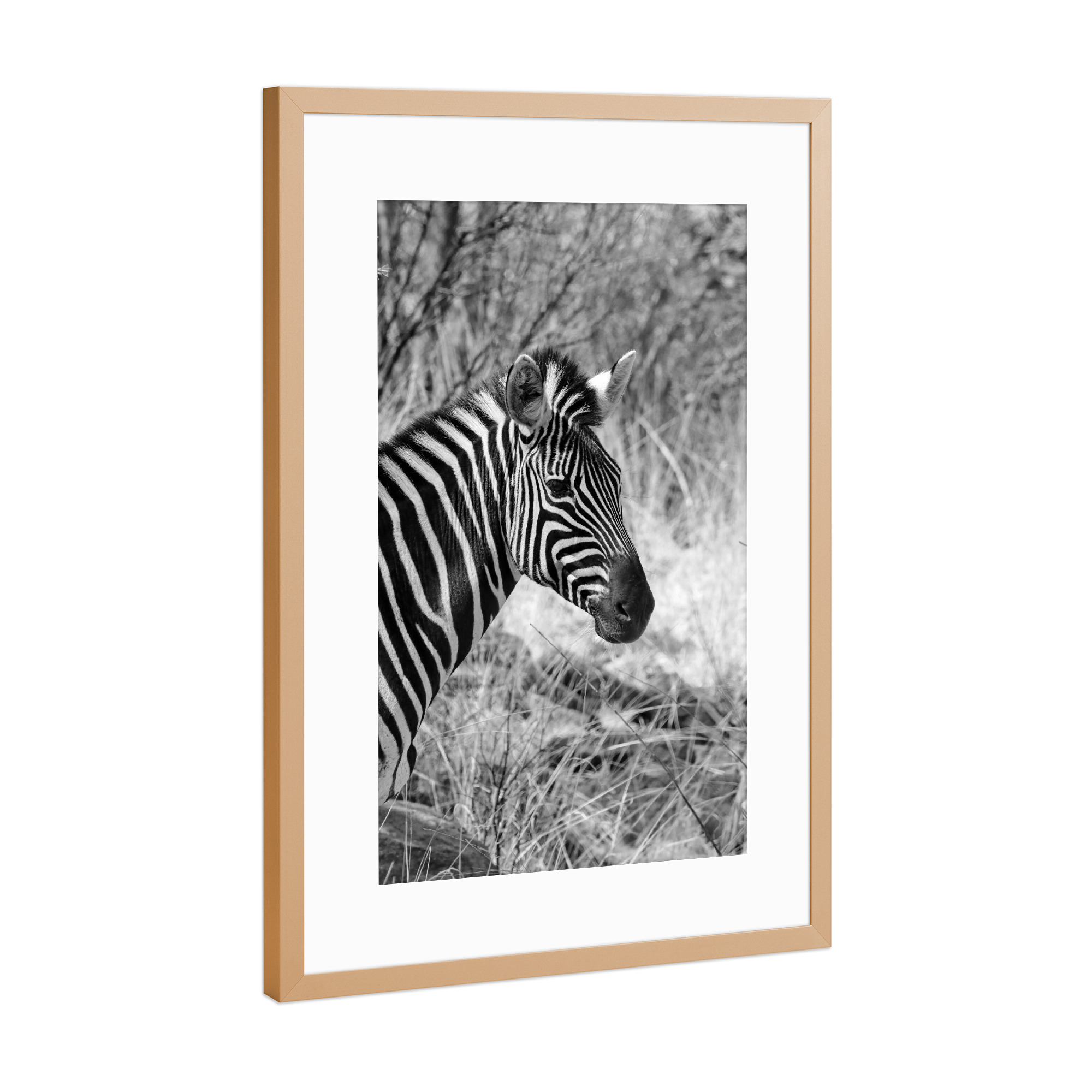 Poster mit Rahmen Kupfer "Burchel Zebra in Afrika" artboxONE - Natur,Tiere,Schwarzweiß,Reise / Afrika