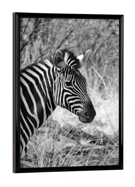 Poster mit schwarzem Rahmen "Burchel Zebra in Afrika" artboxONE - Natur,Tiere,Schwarzweiß,Reise / Afrika