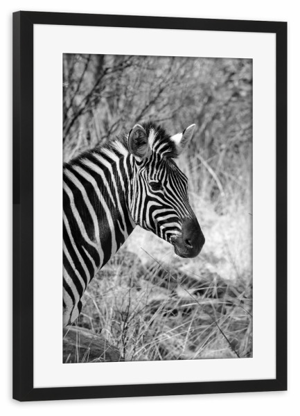 Poster mit Rahmen schwarz "Burchel Zebra in Afrika" artboxONE - Natur,Tiere,Schwarzweiß,Reise / Afrika