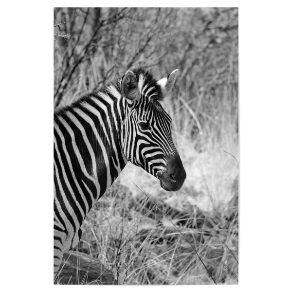 Poster 30x20 cm "Burchel Zebra in Afrika" artboxONE - Natur,Tiere,Schwarzweiß,Reise / Afrika