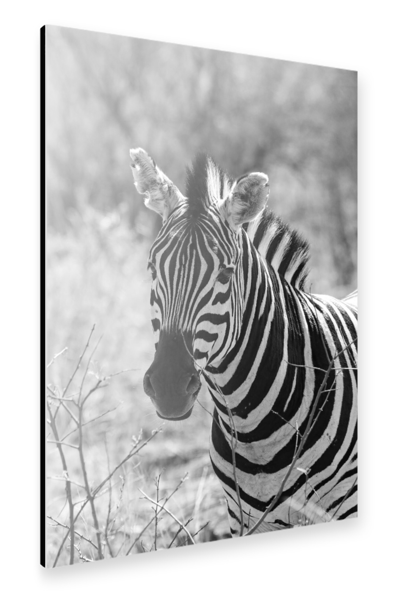 Alu-Dibond "Burchel Zebra Front Portrait" 30x20 cm artboxONE