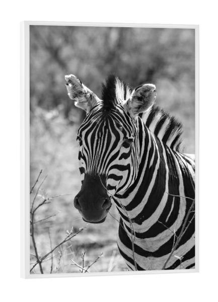Poster mit weißem Rahmen "Burchel Zebra Front Portrait" artboxONE - Natur,Tiere,Schwarzweiß,Reise / Afrika