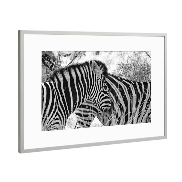 Poster mit Rahmen Silber "Burchel Zebras in Afrika" artboxONE - Natur,Tiere,Schwarzweiß,Reise / Afrika