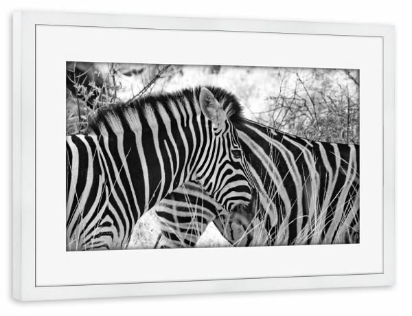 Poster mit Rahmen weiß "Burchel Zebras in Afrika" artboxONE - Natur,Tiere,Schwarzweiß,Reise / Afrika