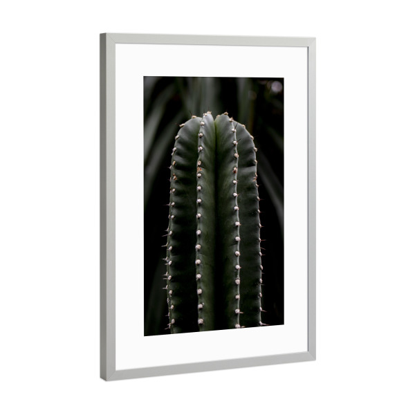 Poster mit Rahmen Silber "Dark Green Cactus" artboxONE - Natur,Floral