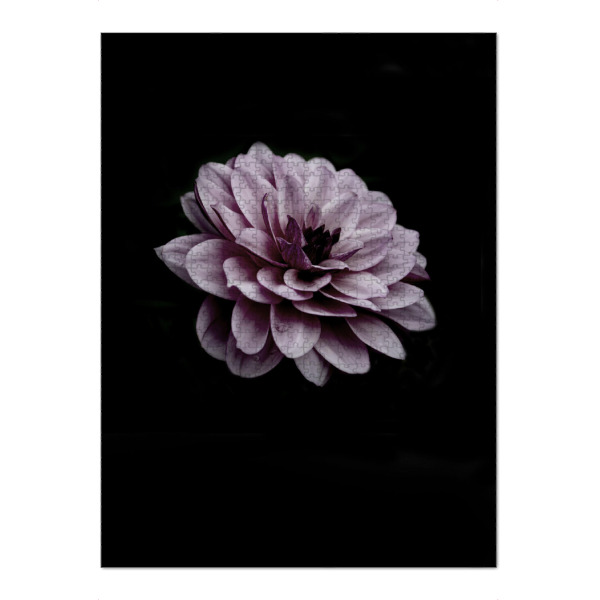 Puzzle Ravensburger "Dahlie pink" artboxONE - Natur,Floral - Dahlia,Dahlie,Flower,Plant,Pink,Botanical,Botanicalgarden,Blume,Floral,Closeup