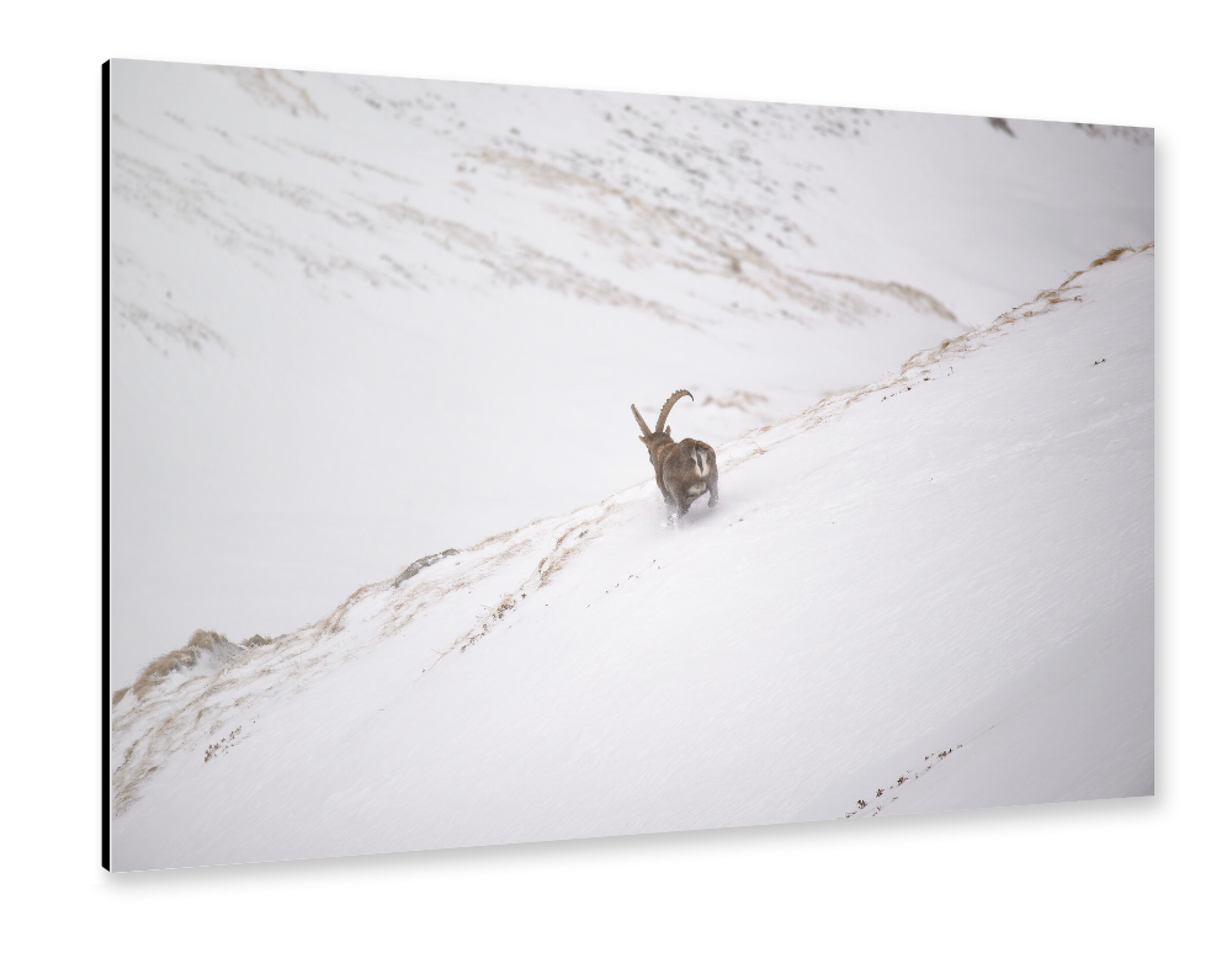 Alu-Dibond "The Get-Away" 75x50 cm artboxONE