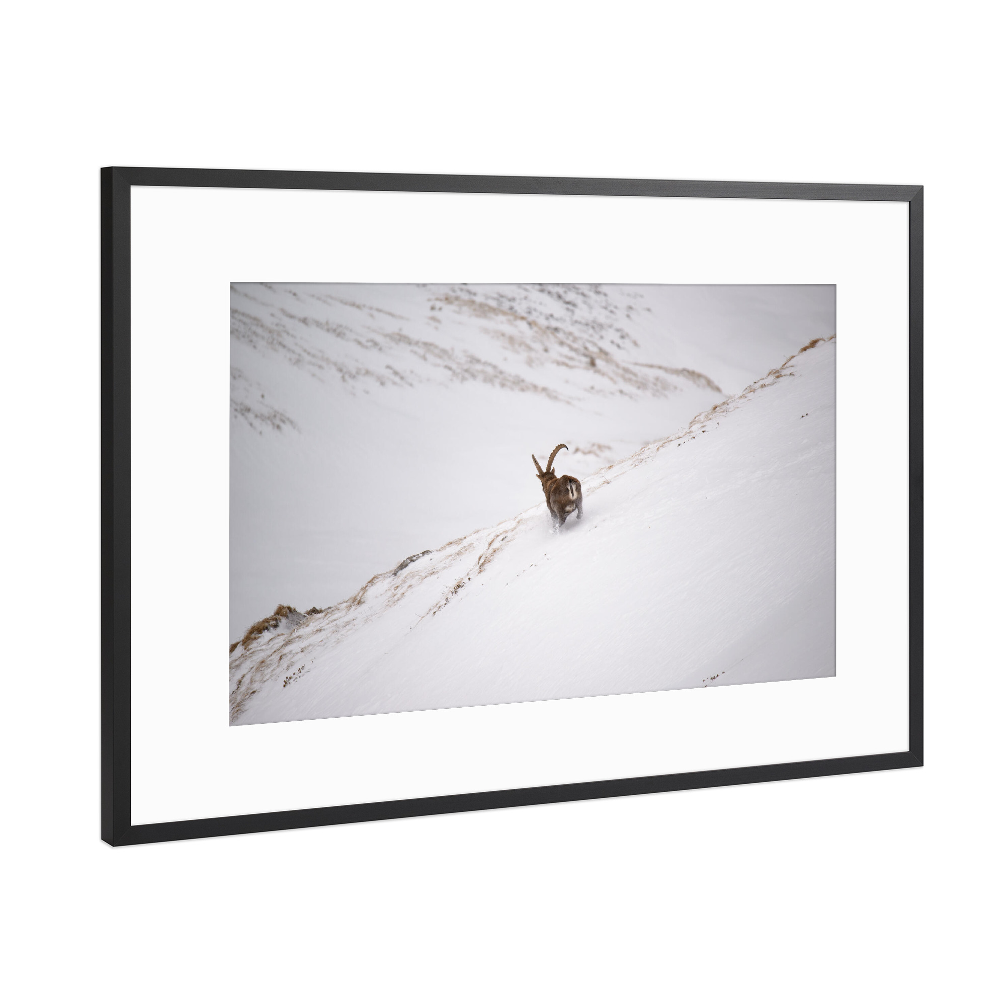 Poster mit Rahmen Schwarz (Metallic) "The Get-Away" artboxONE - Natur,Tiere