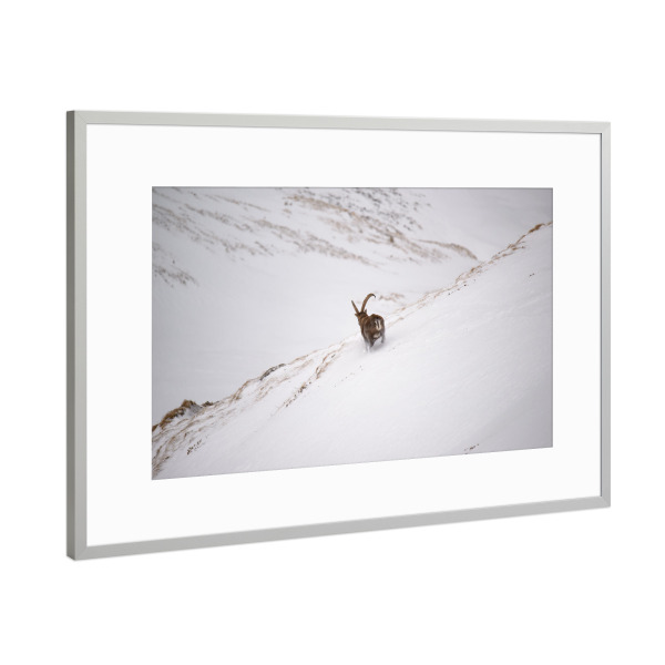 Poster mit Rahmen Silber "The Get-Away" artboxONE - Natur,Tiere