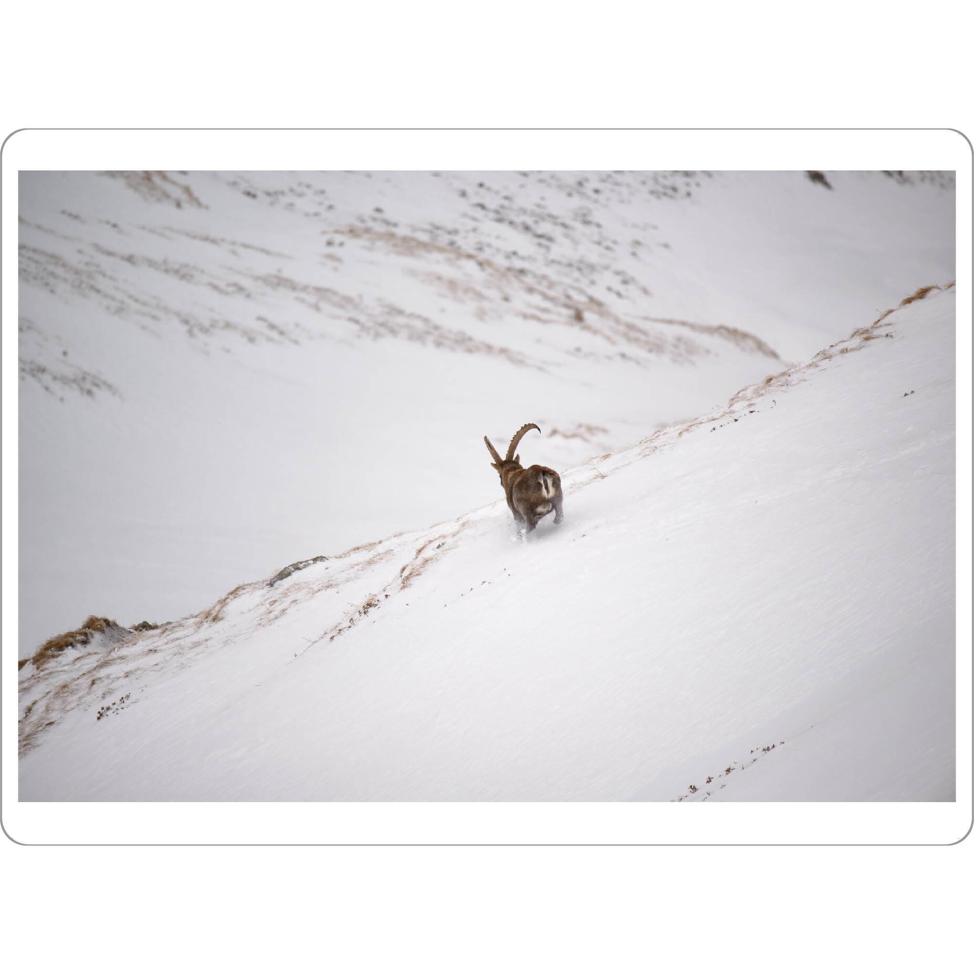 Tischset "The Get-Away" artboxONE - Natur,Tiere - Steinbock,Schnee,Tiere,Wildtiere,Winter,Alpen,Schweiz,Nature,Natur,Animal,Snow,Capricorn,Wild