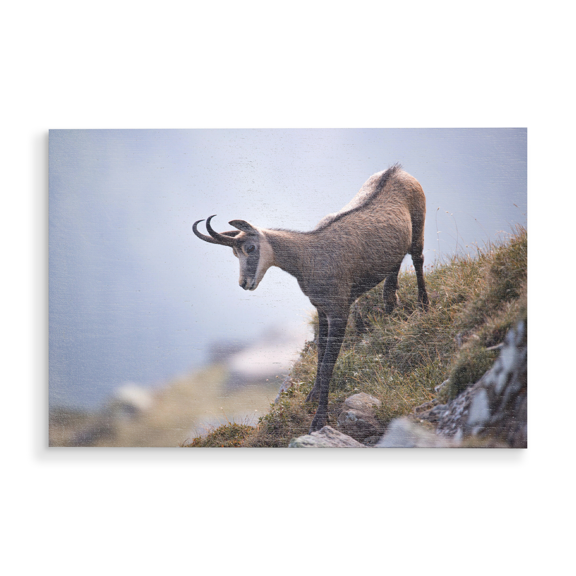Holzbild "Elegance is an Attitude" artboxONE - Natur,Tiere