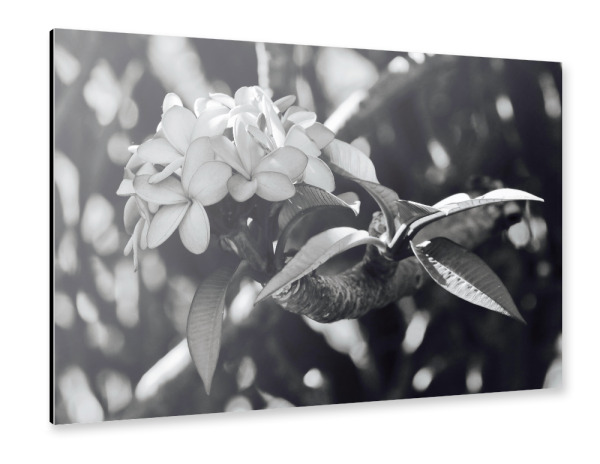 Alu-Dibond "Natur Blume" 30x20 cm artboxONE