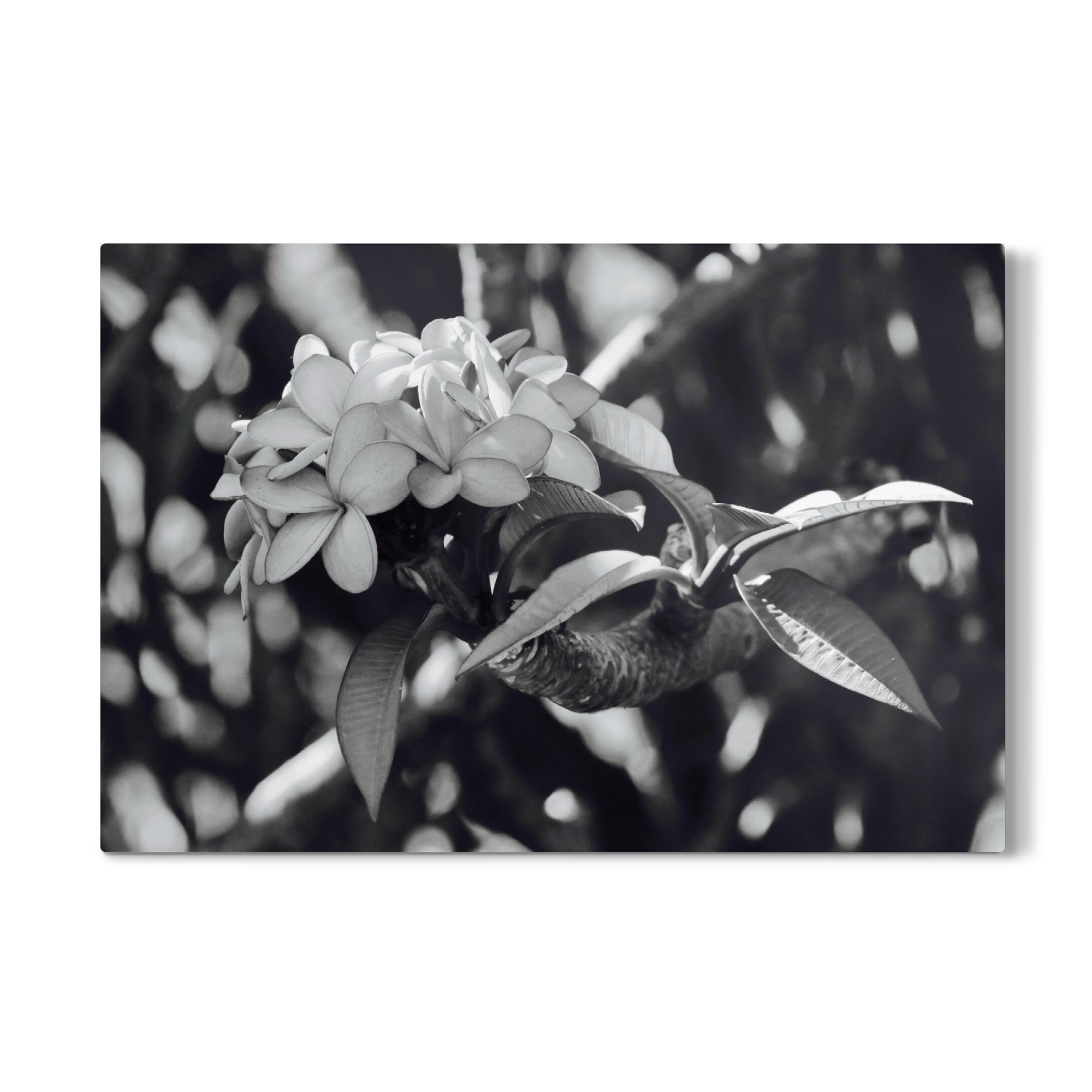 Galerie-Print "Natur Blume" 75x50 cm artboxONE