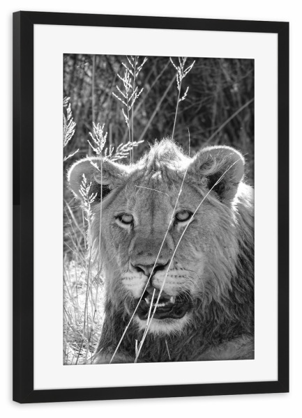 Poster mit Rahmen schwarz "Junges Löwen Männchen im Gras" artboxONE - Natur,Tiere,Schwarzweiß,Reise / Afrika