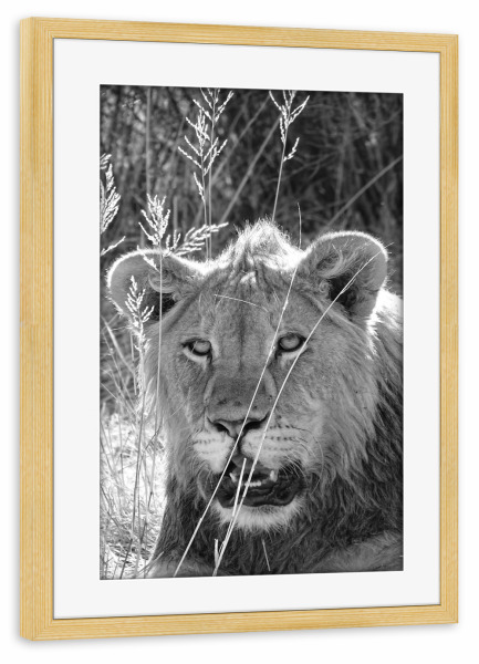 Poster mit Rahmen kiefer "Junges Löwen Männchen im Gras" artboxONE - Natur,Tiere,Schwarzweiß,Reise / Afrika