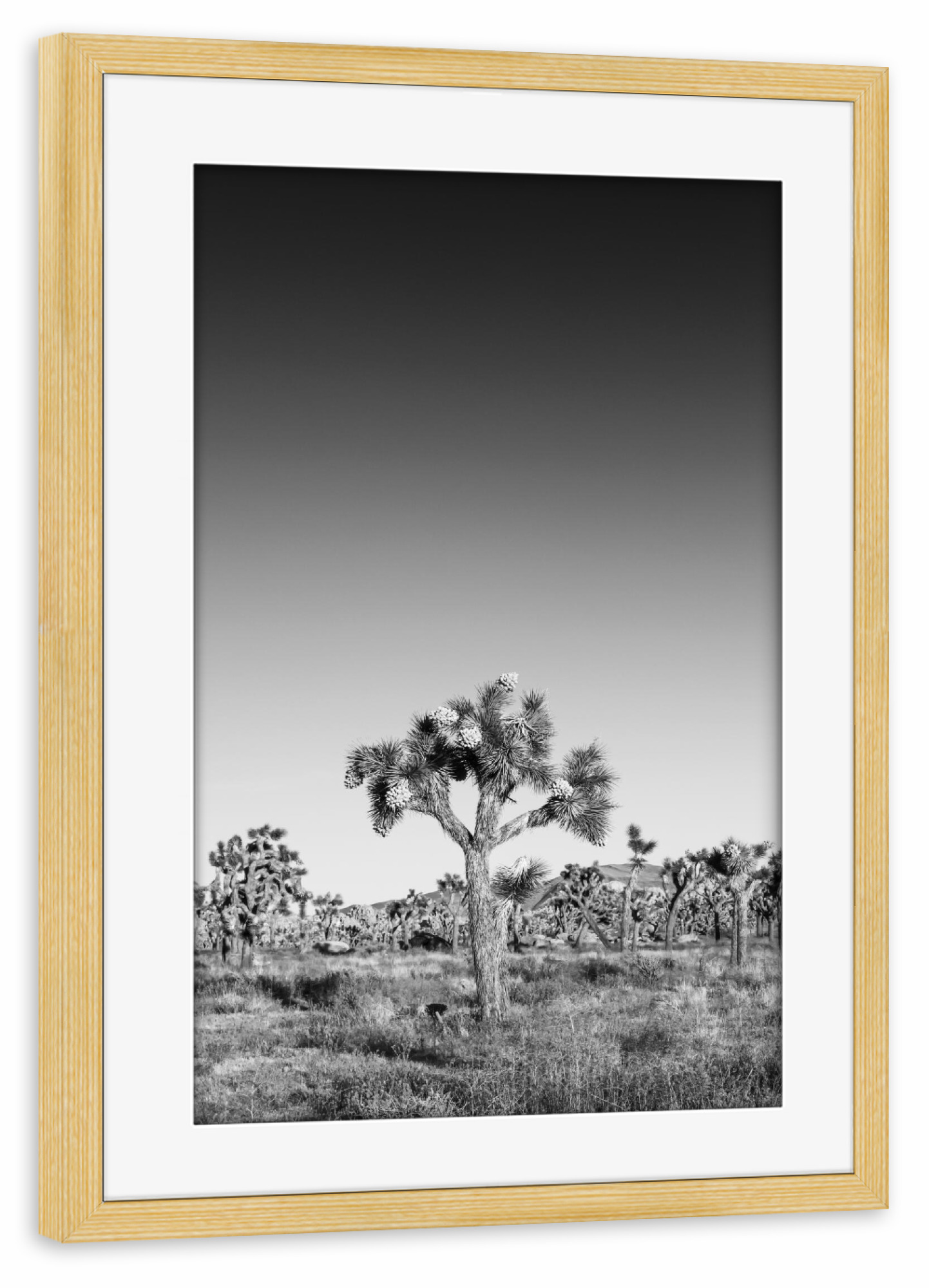 Poster mit Rahmen kiefer "Joshua Tree Naturszene Monochrom" artboxONE - Natur,Schwarzweiß